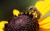 Seladonia sp.